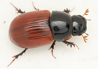 Aphodius fimetarius - cardinalis