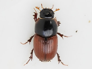 Aphodius fimetarius - cardinalis