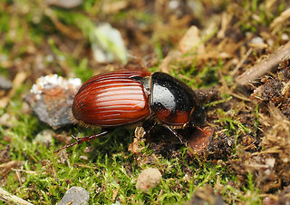 Aphodius foetens