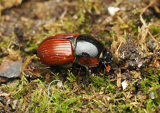 Aphodius foetens