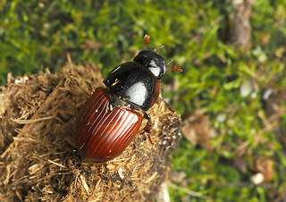 Aphodius foetens