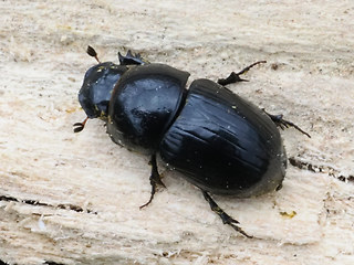 Aphodius fossor