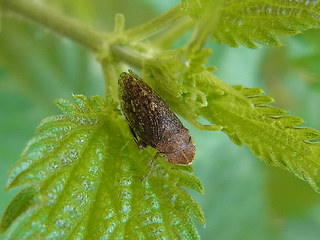 Aphrodes bicinctus