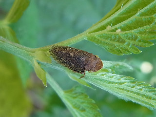 Aphrodes bicinctus