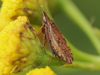 Aphrodes makarovi