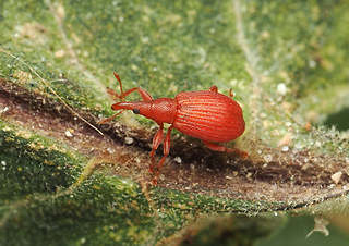 Apion frumentarium