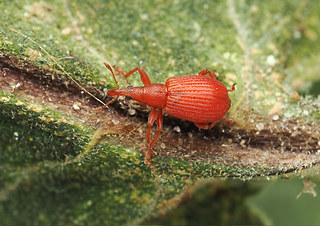Apion frumentarium