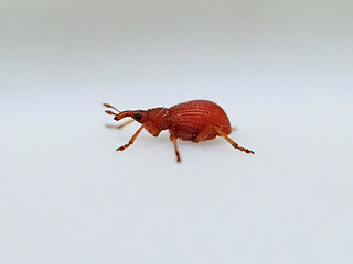 Apion haematodes