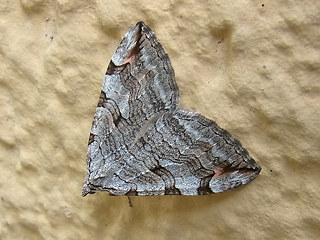 Aplocera plagiata- efformata