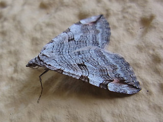 Aplocera plagiata- efformata