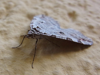 Aplocera plagiata- efformata