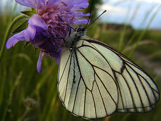 Aporia crataegi