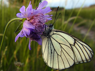 Aporia crataegi