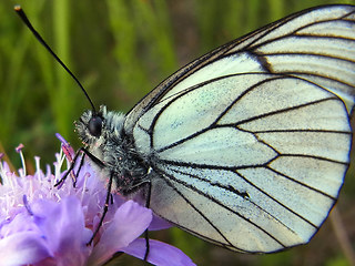 Aporia crataegi