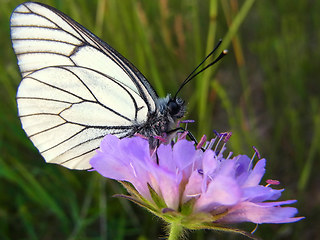 Aporia crataegi