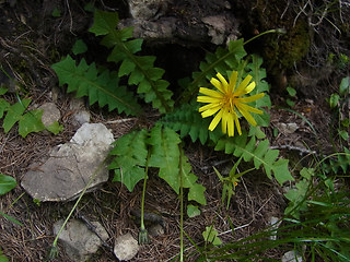 Aposeris foetida