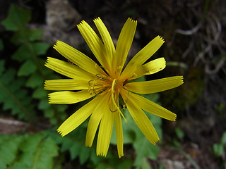 Aposeris foetida