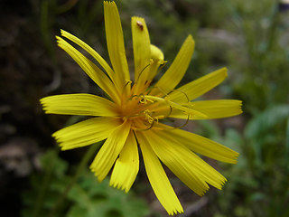 Aposeris foetida