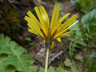 Aposeris foetida