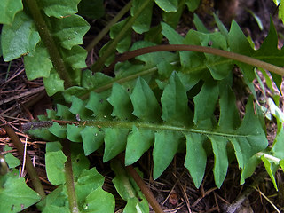 Aposeris foetida