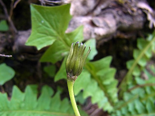 Aposeris foetida