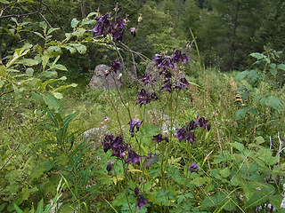 Aquilegia atrata