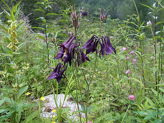 Aquilegia atrata