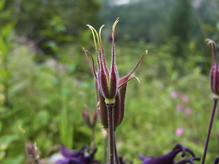 Aquilegia atrata