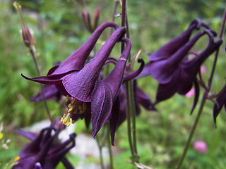 Aquilegia atrata