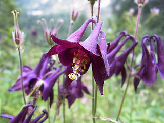 Aquilegia atrata