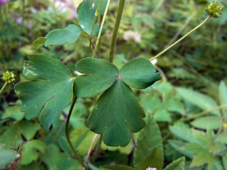 Aquilegia atrata