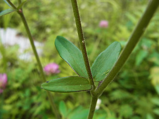 Aquilegia atrata