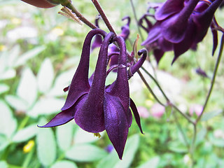 Aquilegia atrata