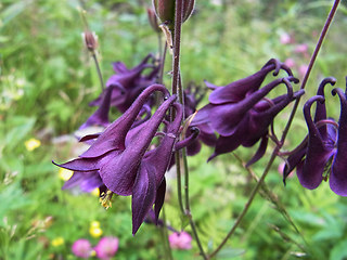 Aquilegia atrata