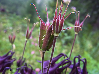 Aquilegia atrata