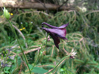 Aquilegia atrata