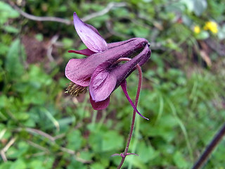 Aquilegia atrata