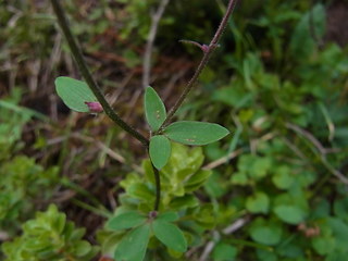 Aquilegia atrata