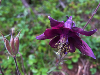 Aquilegia atrata