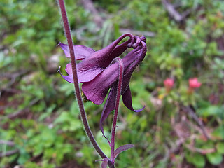 Aquilegia atrata