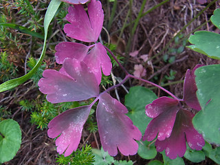 Aquilegia atrata