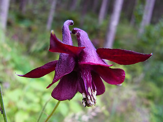 Aquilegia atrata