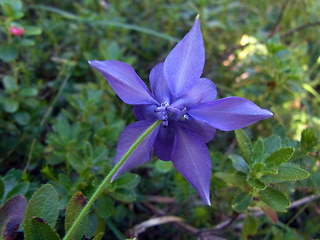 Aquilegia einseleana