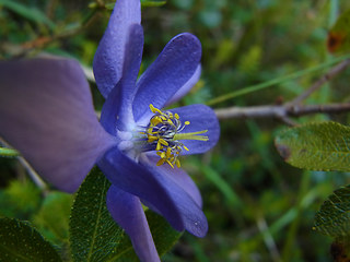 Aquilegia einseleana