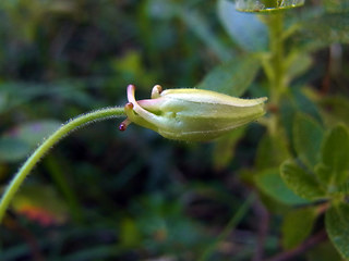 Aquilegia einseleana