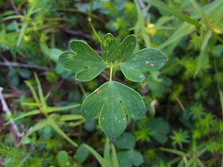 Aquilegia einseleana