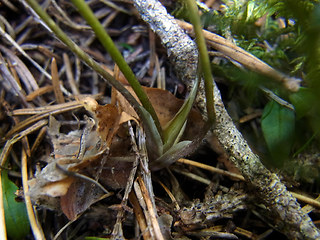 Aquilegia einseleana