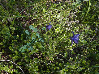 Aquilegia einseleana