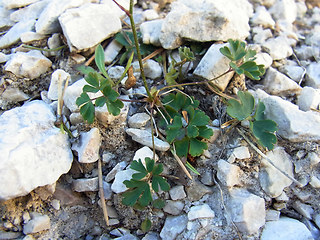 Aquilegia einseleana