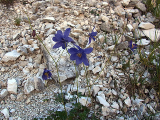 Aquilegia einseleana